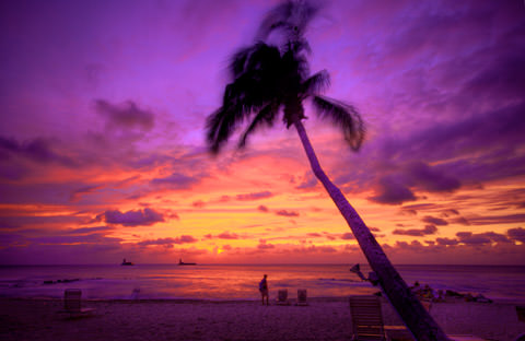 Purple sunset behind palm tree on beach