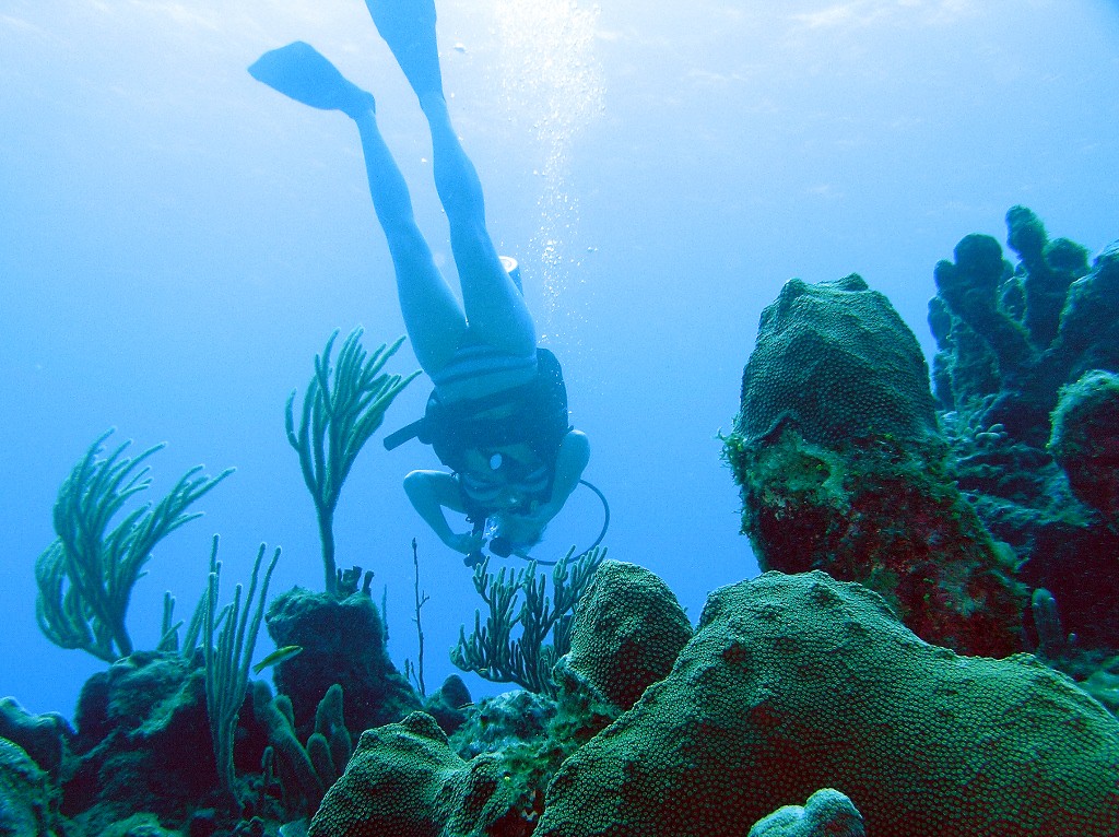 Scuba Divers and Fish
