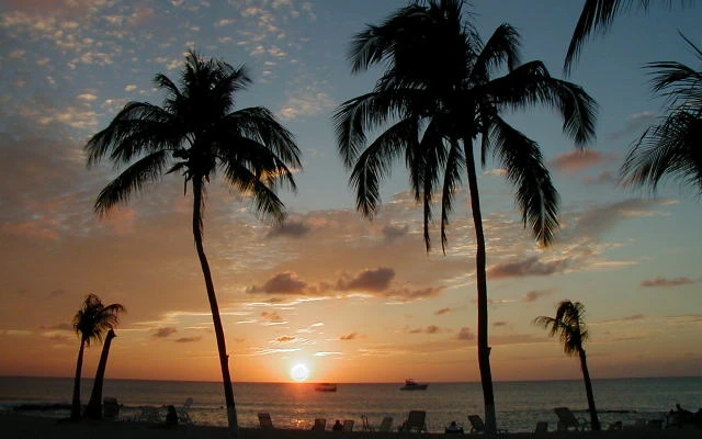 Palm Trees with Sunset