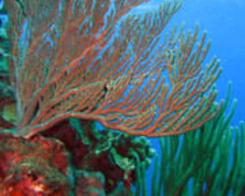 Fan Coral